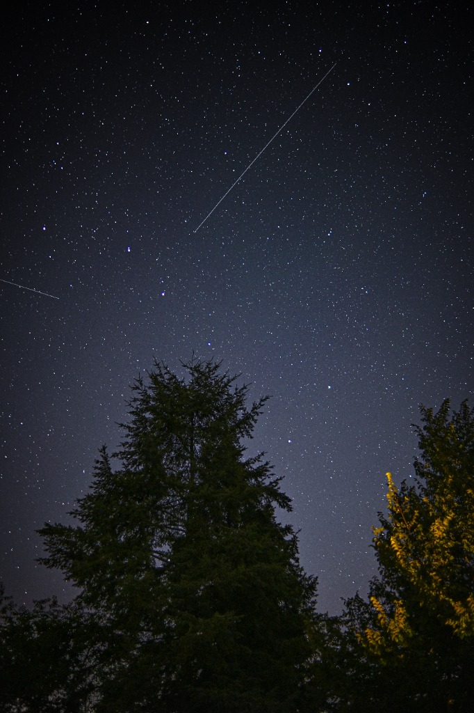 Astrophotography meteor trail over pine trees by Tony