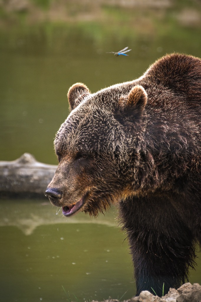 Majestic brown bear with blue dragonfly hovering
