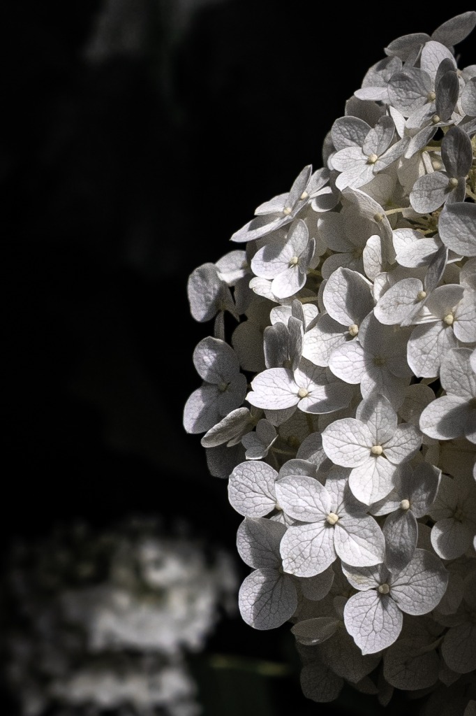 Signature Series macro photograph Hydrangeas Dance by Tony