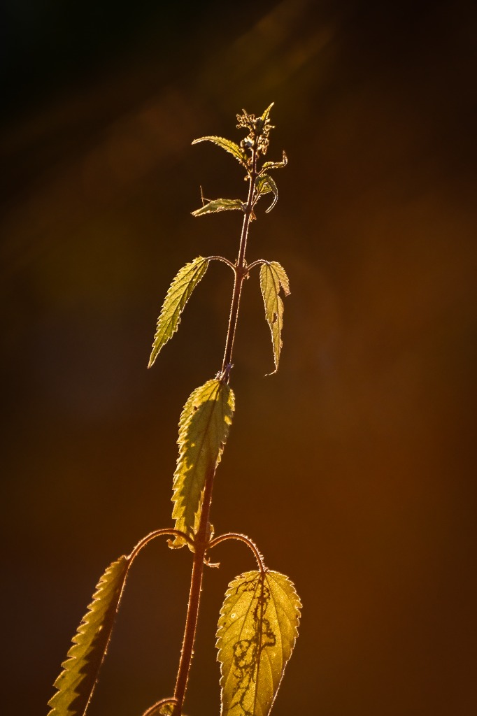Backlit wild flora in golden evening sunlight by Tony