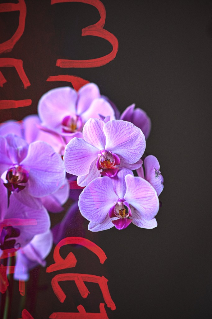 Orchid bloom with red neon glass text reflection by Tony