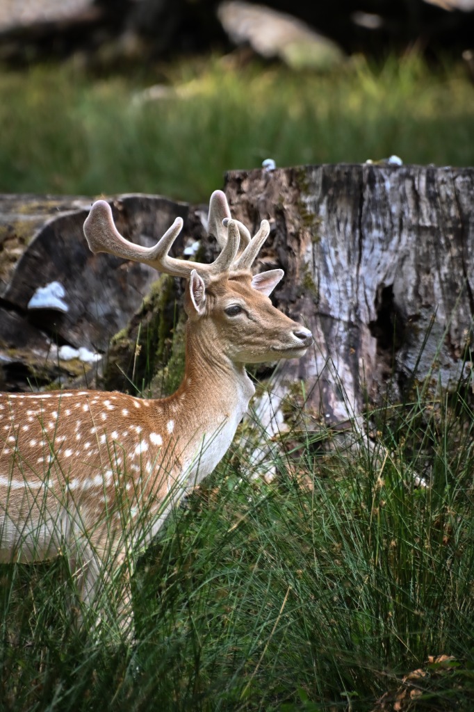 Spotted stag in forest grass by Tony