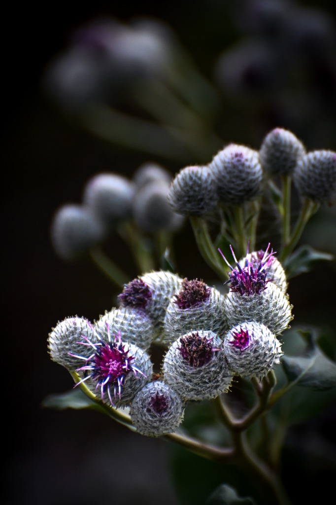 Fine art macro photograph of purple thistles by Tony